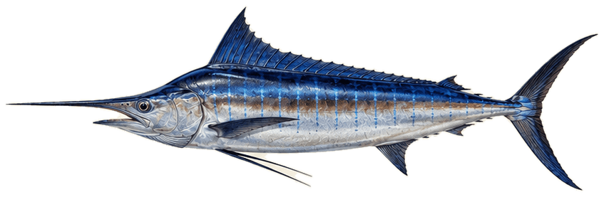 Illustration of a blue marlin