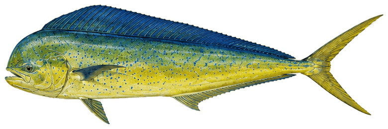 Illustration of a mahi-mahi