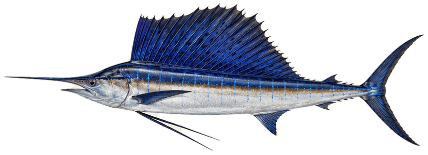 Illustration of a sailfish