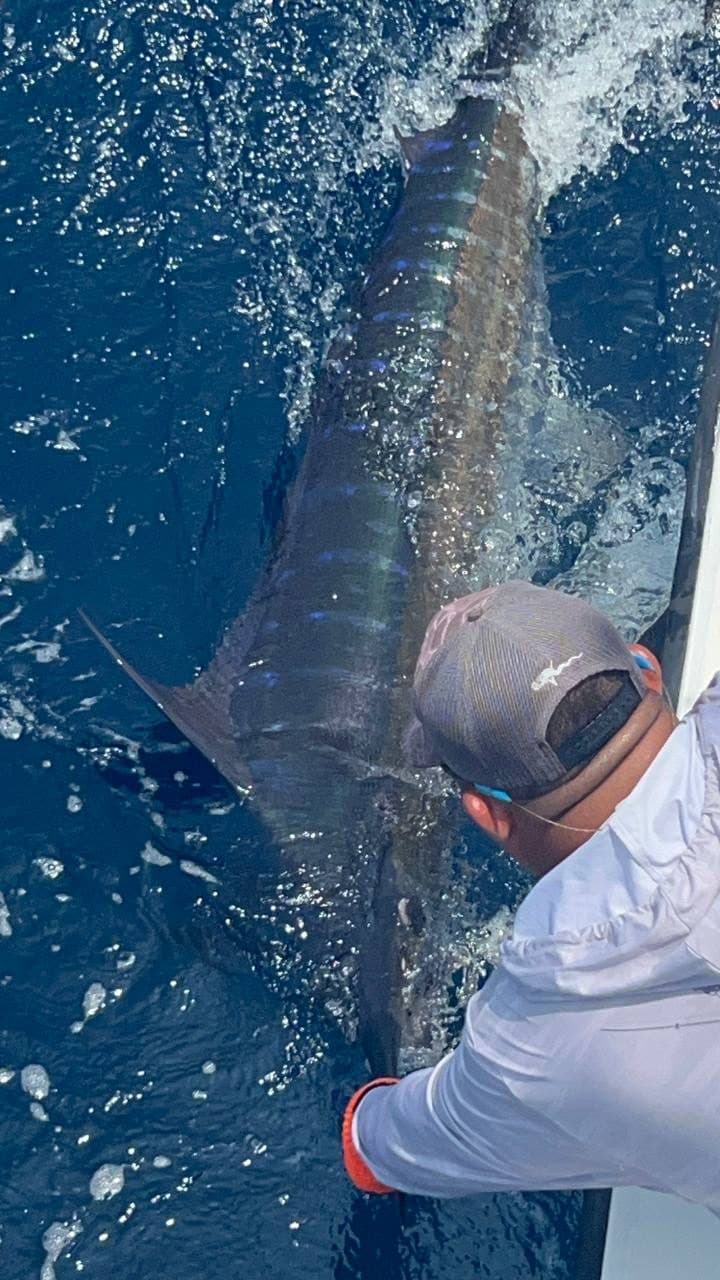 Mate holding a billfish in the water before releasing it