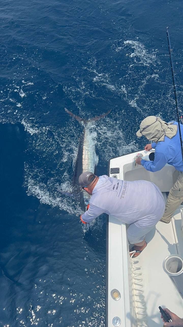 Billfish being released beside the Predator